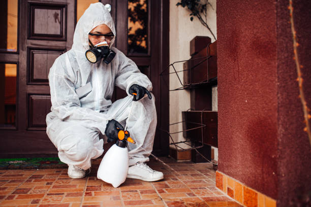 Attic and Crawl Space Rodent Treatment in Kingsport