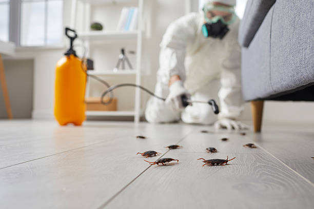Commercial Rodent Management in Kingsport